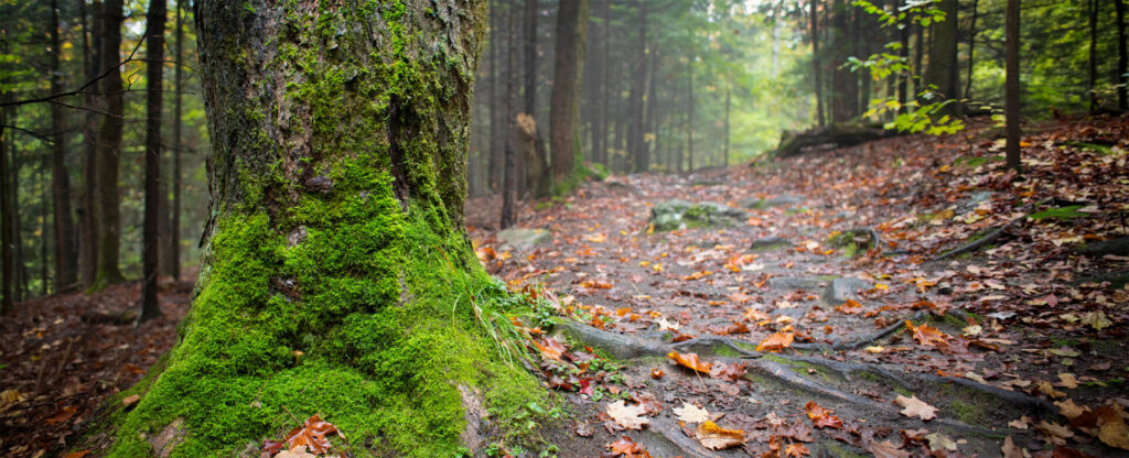 Nipissing's maple trail with a tree covered in moss in the foreground and more trails in the background